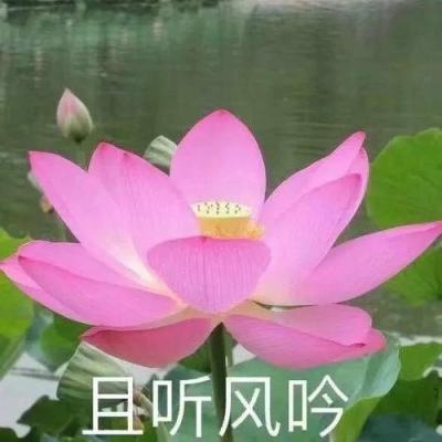 星辰之翼手机版下载